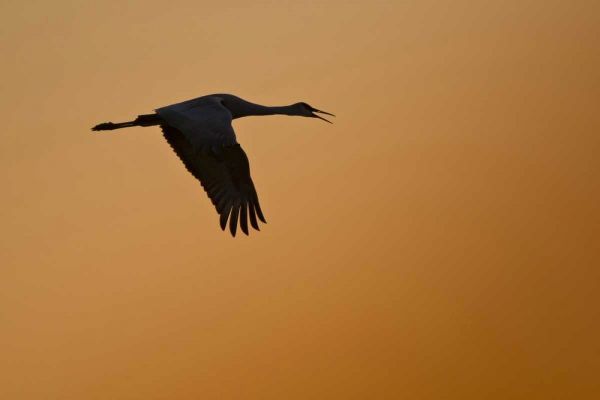 New Mexico Lone sandhill goose flying at sunset